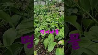 뒷뜰에 산나물 천국 ㅣ 나물산행을 안하는 이유??#shorts