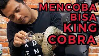 GOKIL! KING COBRA TERBESAR DUNIA MASUK STUDIO GUE (PANGGIL PANJI PETUALANG)