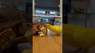 Pobre  Lucky,le comen su comida  #birds #shortsvideo #shorts #animals #parrot #pets #tortoise