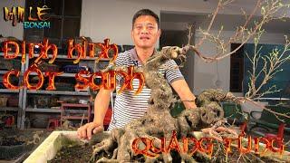 Định hình cốt sanh trực hoành của truyền thông Quảng Tùng | NamLe Bonsai