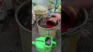 pupuk organik rumput#shorst #gardening