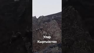 Горная и гордая птица Улар.