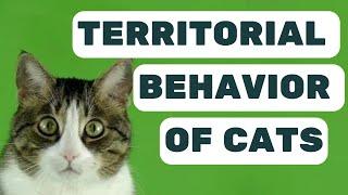 Why Is My Cat Territorial?  Decoding Feline Behavior