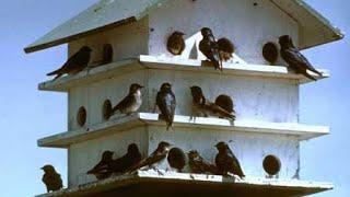 PURPLE MARTINS: HOW TO ATTRACT THEM & START UP & MONITOR A SUCCESSFUL COLONY! BY FRANK CATANZARO..