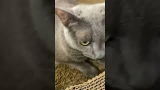 치피차파#고양이#귀여운