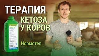 Терапия кетоза у коров