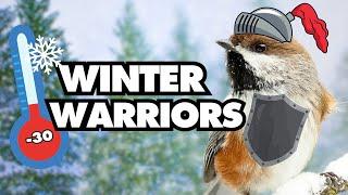 Winter Warriors | How Birds Survive the Cold