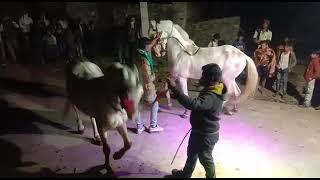 gurudev horse farm dahimatha, kareda, bhilwara, Rajasthan, booking open