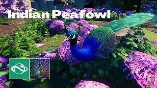  Planet Zoo Sandbox Mode | Indian Peafowl | Speedbuild