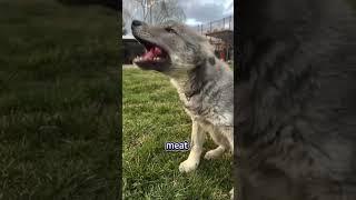 A strange dog#animals #love #rescue #wolf#shorts #shortvideo