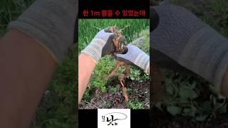 늙기 싫은 사람? Tuber Fleeceflower for Hair Treatment grows Next to the Rice Paddy Road out of Place.