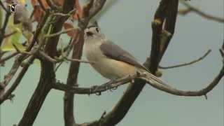 Black-crested Titmouse