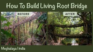 How to Build Living Root Bridge