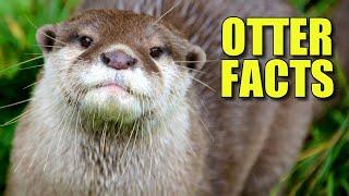 North American River Otter Facts: the NORTHERN OTTER 