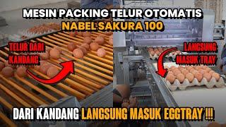 DARI KANDANG LANGSUNG MASUK EGGTRAY - Mesin Packing Telur Otomatis SAKURA100 | Tandang Ke Kandang