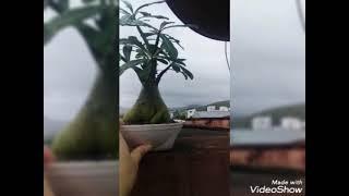 plantas na laje