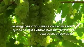 A Mestria por detrás dos vinhos Aveleda