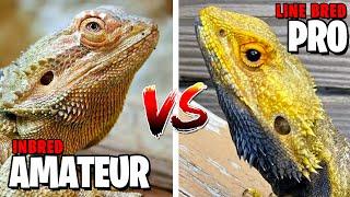 Pro Reptile Breeding - Advice from Expert