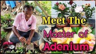 Learn Growing and Grafting Process from The Master of Adenium Mr. Sanjoy Kr. Mondal