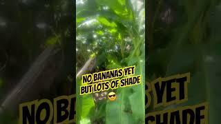 45 year old Banana Grove  #gardening #greenthumb #garden