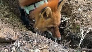 Алиса - лиса. Пока Алиса спит, Игнис гуляет #животные #лиса #fox #лисяо #раскопки