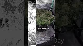 SHORT - Harvest Day / Wedding Cake Auto by Barney's Farms - 1st Time - 2x2x3 Mini Tent Grow