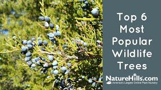 Top 6 Most Popular Wildlife Trees | NatureHills.com