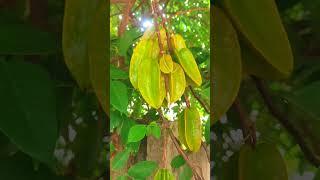 Star fruit ⭐ short whatsApp videos #agricluture #starfruits #food #tree #hometree #shortvideo #love