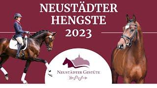 Neustädter Hengste 2023