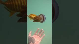 Fish Swims into Jellyfish to hide. #diving #Jellyfish #fish #natural #nationalgeographic #natwild