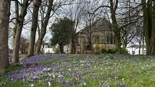 Springs Arrived in Poulton - with a magnificent Crocus Display!