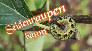 Exoten im Garten  | SEIDENRAUPENBAUM die NEUHEIT -  (Maclura tricuspidata) | Gartenschlau.com 