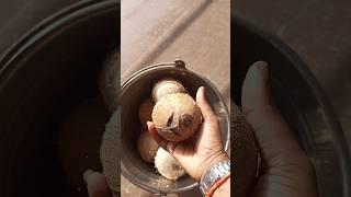 Harvesting Coconuts #coconuts #organiccoconuts #jayyskitchenchronicles #thekitchensummoner