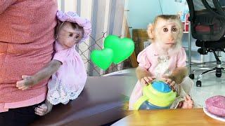 Baby monkey LyLy obediently learns "How to eat without choking"