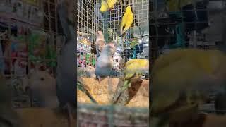 Budgies Birds in Chandigarh |  Exotic Birds Shop | Best and cheapest Birds market in Chandigarh |