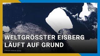 Nördlich der Antarktis: Weltgrößter Eisberg läuft auf Grund