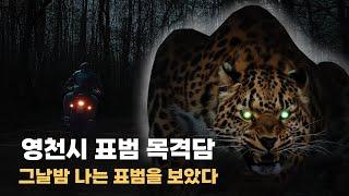 South korea in wild leopard story | That night, I saw a wild leopard.