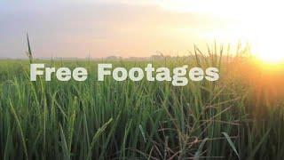 Free Paddy Field Stock Footage