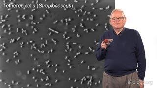 Howard Berg (Harvard) Part 1: Marvels of Bacterial Behavior - History & Physics