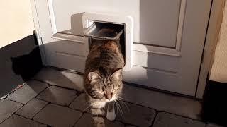 Quick review of the SureFlap Microchip Pet Door Connect