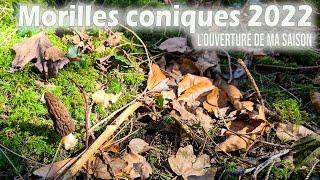 La chasse aux morilles 2022 est ouverte. Elle sont là, mais c'est le début !