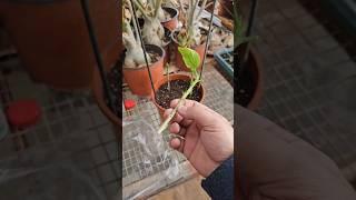 How to properly propagate hibiscus from cuttings | How to root hibiscus cuttings in soil