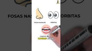 HUESOS DEL CRANEO:  FACIL Y RAPIDO! #hospital #educacionmedica #anatomy