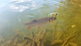 Голавль На Воблер Minnow. ОСІННЯ РИБАЛКА