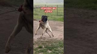 #KARABAŞ YİNE ÇOK SİNİRLİ #anadoluaslanı #kangal #safkangal