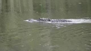 Florida, Blue Spring State Park, im Kajak mit American Alligator