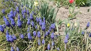 Muscari