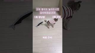 밍밍이의 선택#dog#먹방