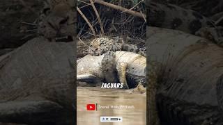 Jaguar vs. Caiman: Most Dangerous Fight! #shorts #shortsfeed #facts #animalfacts #wildlife #trending