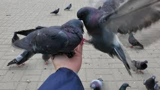 Pigeons fought on my hand - Velsk 2021